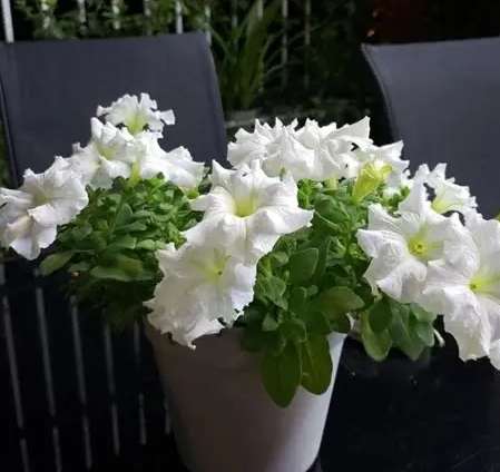 牽牛花繁殖方法 牽牛花繁殖方法