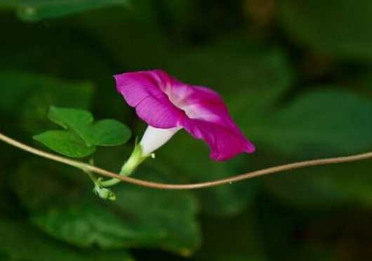 牽牛花種子發芽 牽牛花種子發芽