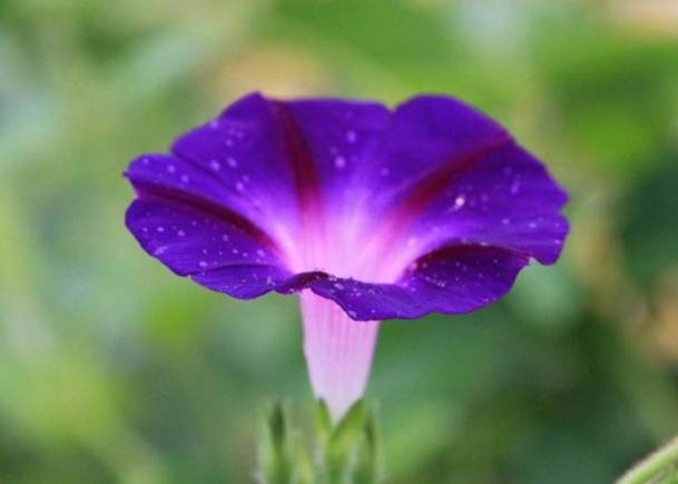 牽牛花種植方法 牽牛花種植方法