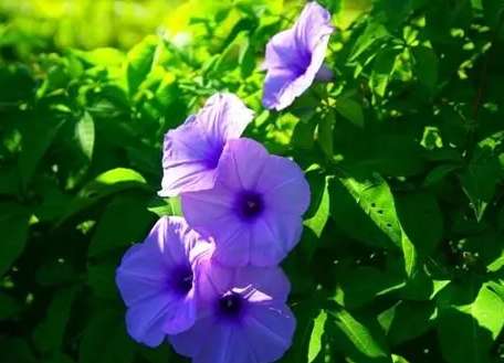 牽牛花栽培技巧 牽牛花栽培技巧