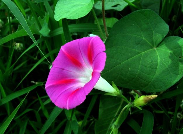 牽牛花種子發芽 牽牛花種子發芽
