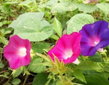 牽牛花栽培技巧 牽牛花栽培技巧