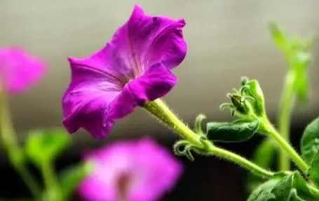 牽牛花種子發芽 牽牛花種子發芽