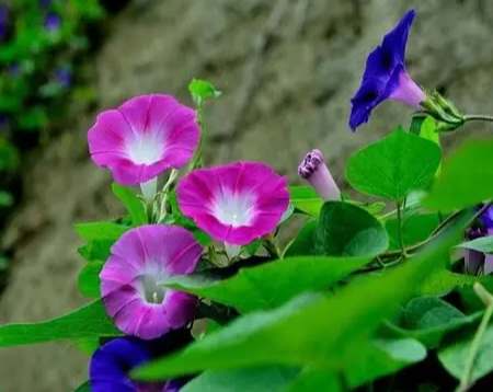 牽牛花栽培技巧 牽牛花栽培技巧