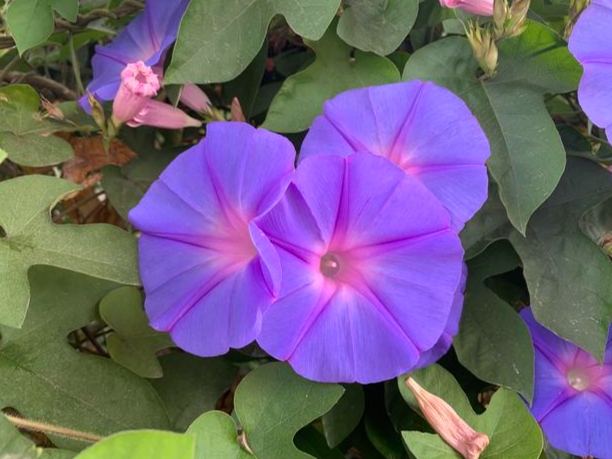 牽牛花養護 牽牛花養護