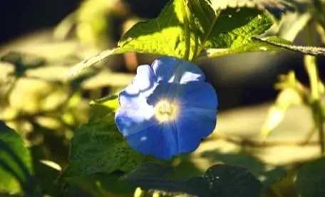 牽牛花照顧技巧 牽牛花照顧技巧