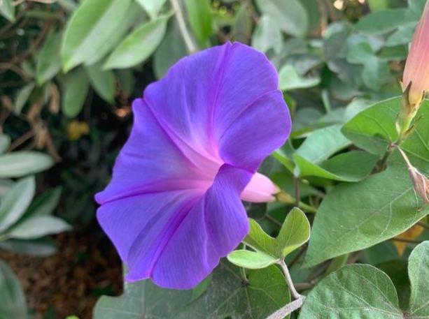 牽牛花品種壽命 牽牛花品種壽命