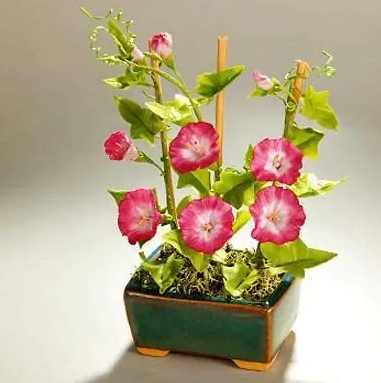 牽牛花栽培技巧 牽牛花栽培技巧