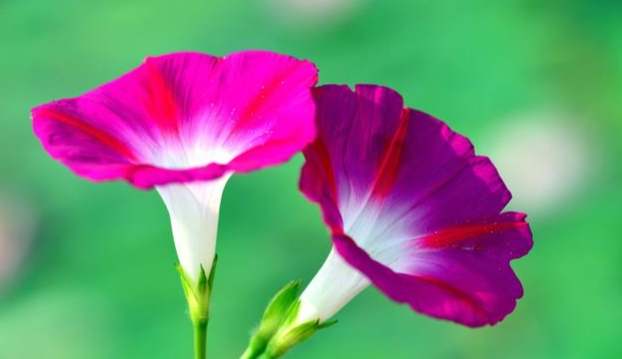 牽牛花品種壽命 牽牛花品種壽命