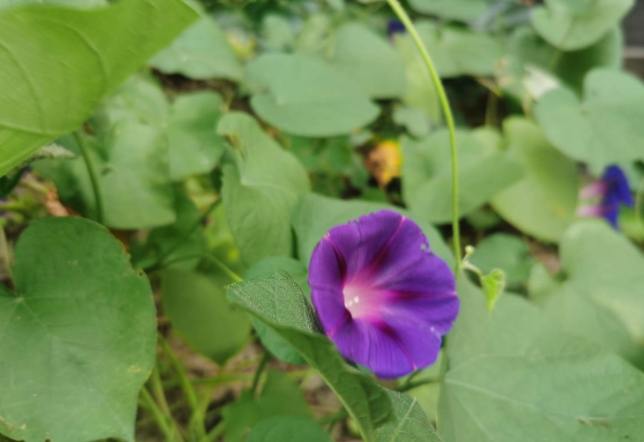 牽牛花照顧技巧 牽牛花照顧技巧