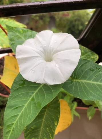 牽牛花繁殖方法 牽牛花繁殖方法