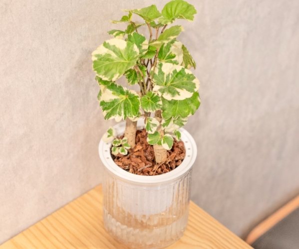 風水植物擺放