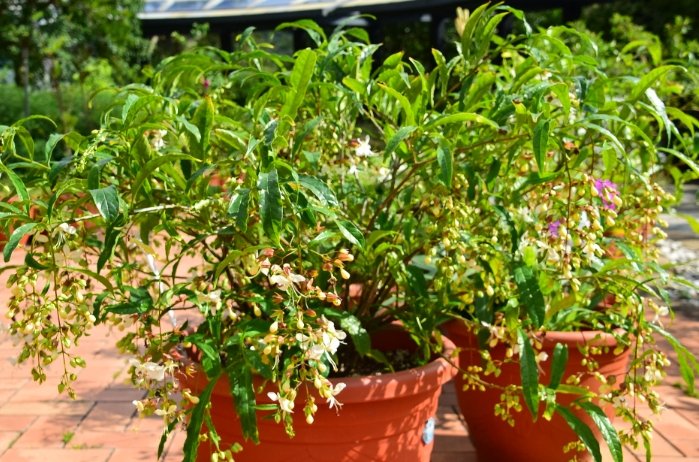 垂茉莉種植