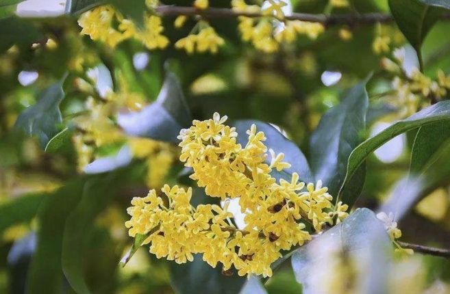 桂花茶
