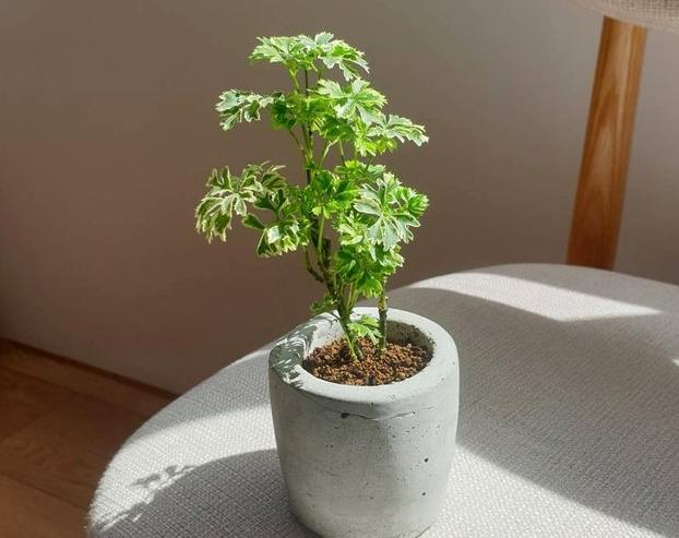 風水植物擺放