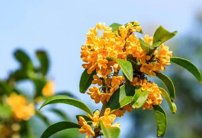 桂花茶