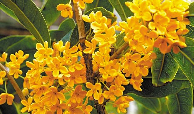 桂花種植