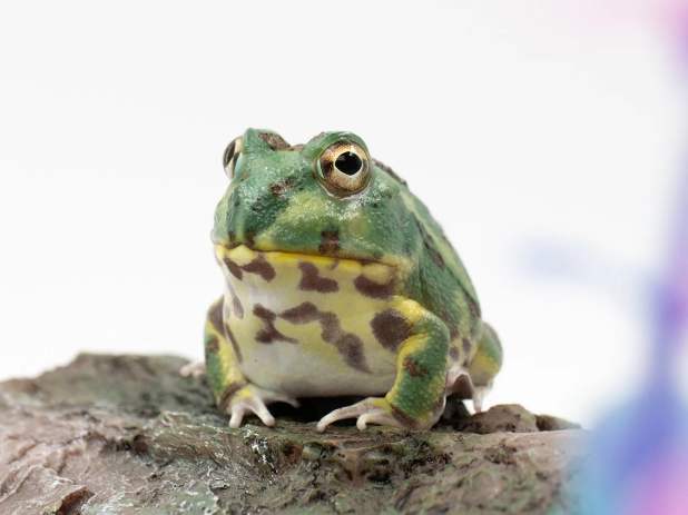 波子角蛙飼養