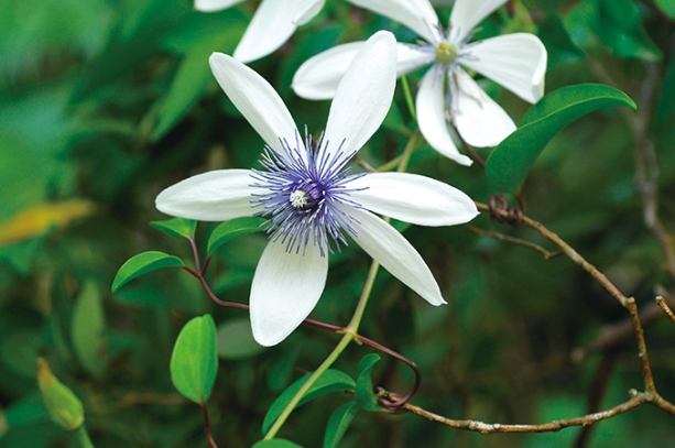 花語象徵 花語象徵