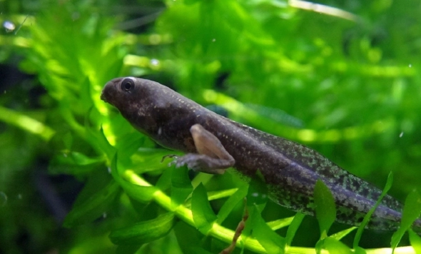 樹蛙飼養方法