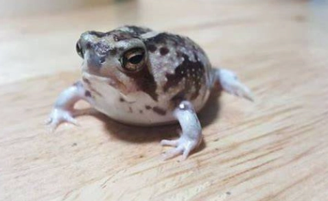 饅頭蛙飼養方法 饅頭蛙飼養方法