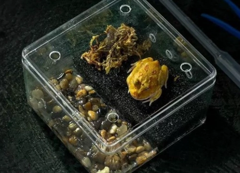 寵物蛙飼養箱設置 寵物蛙飼養箱設置