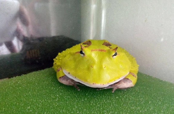 角蛙不動處理