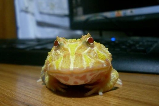 角蛙健康問題