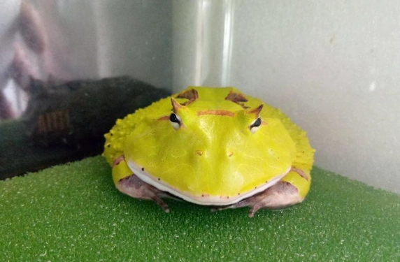 角蛙生氣原因 角蛙生氣原因