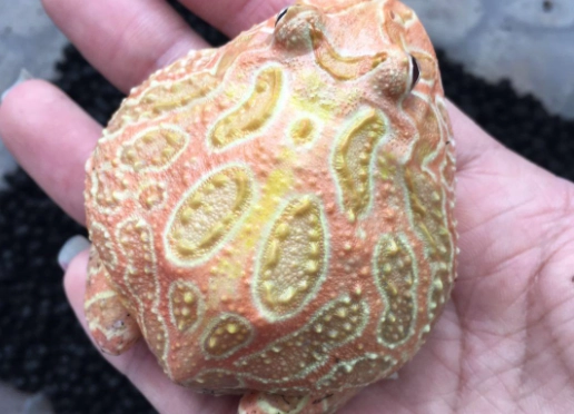 角蛙腸胃炎症狀 角蛙腸胃炎症狀