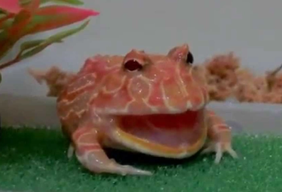 角蛙脫皮過程 角蛙脫皮過程