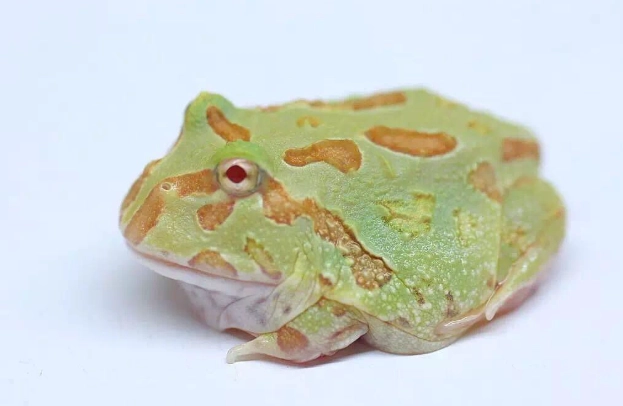 角蛙生氣處理 角蛙生氣處理