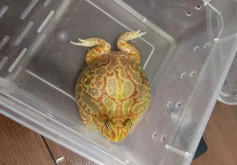 角蛙鈣質補充 角蛙鈣質補充
