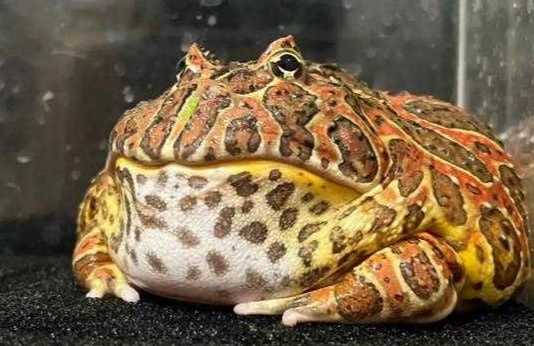 角蛙生氣原因 角蛙生氣原因