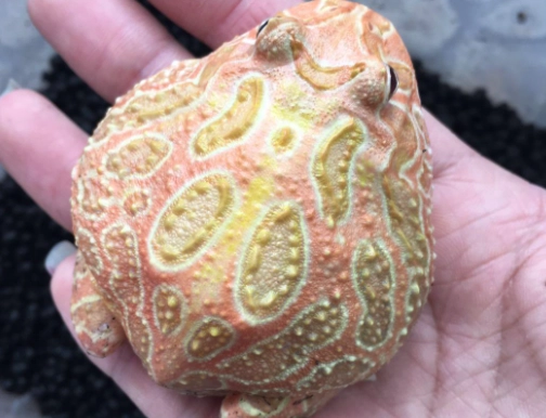 角蛙生病症狀 角蛙生病症狀