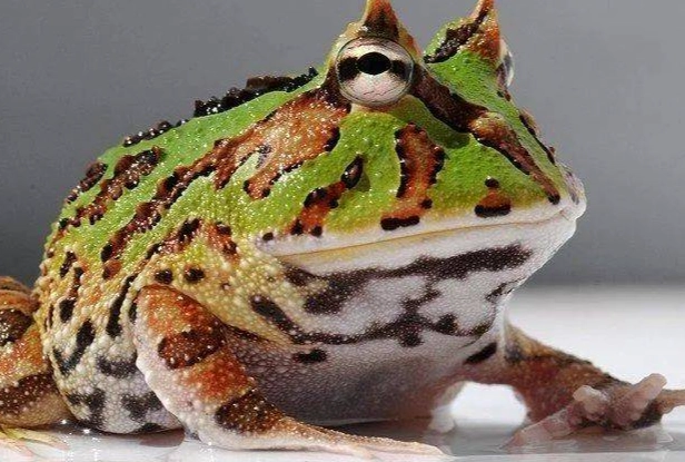 角蛙生氣處理 角蛙生氣處理