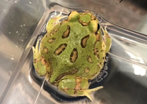 角蛙健康問題
