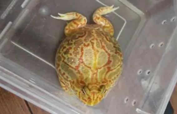 角蛙脹氣 角蛙脹氣