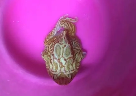 角蛙腹水原因 角蛙腹水原因