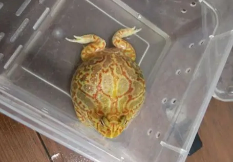 角蛙不動了原因