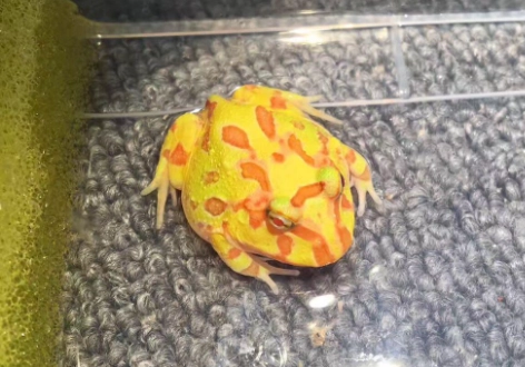 角蛙腹水原因 角蛙腹水原因