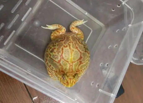 角蛙疾病治療 角蛙疾病治療