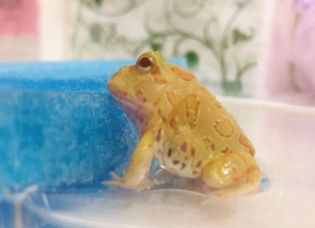 角蛙死掉處理 角蛙死掉處理