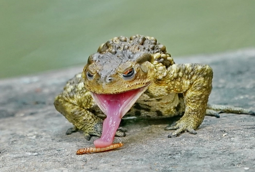 小蟾蜍食物