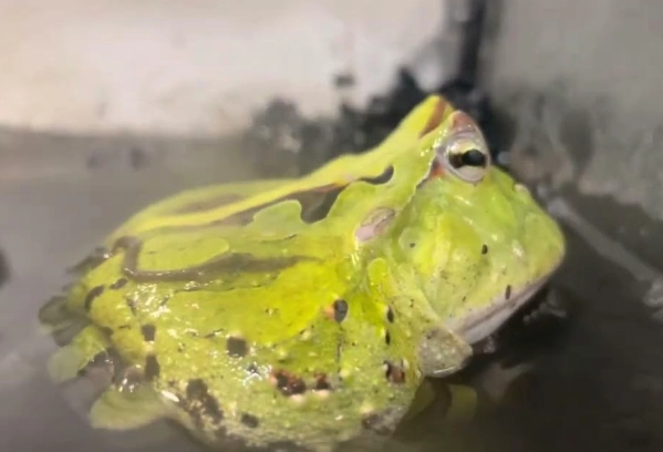 角蛙死亡原因