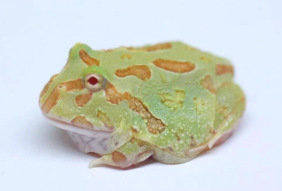角蛙眼睛半開原因
