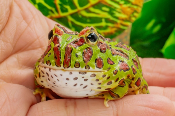 角蛙死掉處理 角蛙死掉處理