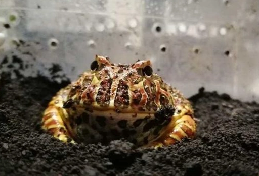 寵物角蛙死亡 寵物角蛙死亡