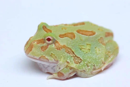 角蛙疾病治療