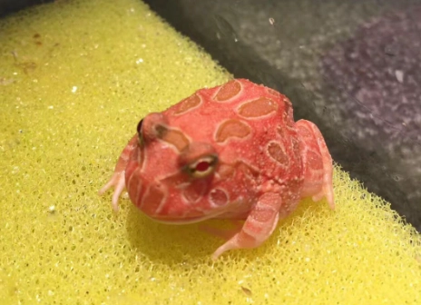 角蛙健康照顧